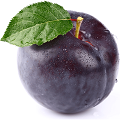 Plum