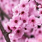 Plum Blossom