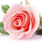 Pomarose