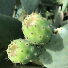 prickly pear