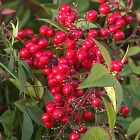 Red Berries