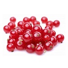 Red Currant
