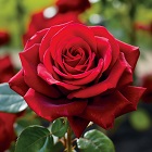 Red Rose