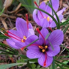 Saffron