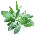 Sage