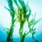Seaweed