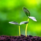 Soil Tincture