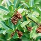Star Anise