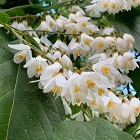 Styrax
