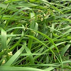 Sweet Grass