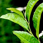 Tea Leaf
