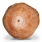 Teak Wood