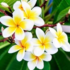 Tiare Flower
