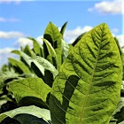 Tobacco Leaf