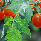 Tomato Leaf