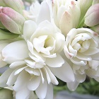 Tuberose