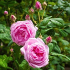 Turkish Rose