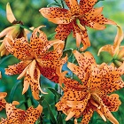 Tyger Lily