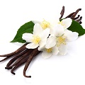 Vanilla Absolute