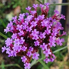 Vervain