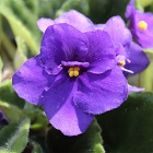 Violet