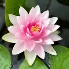Water Lily