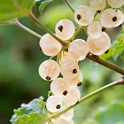 White Currant
