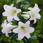 White Flowers