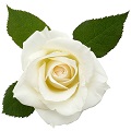White Rose