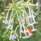 White Tobacco