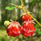 Wild Strawberry