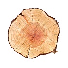 Woodsy Notes