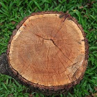 Woody Notes