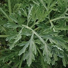 Wormwood