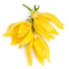 Ylang-Ylang